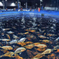 Tanques de peces de acuacultura de fibra de vidrio de FRP Tanques de peces de acuacultura coloridos de alta resistencia comercial